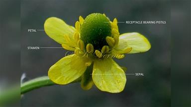 Clematis_terniflora