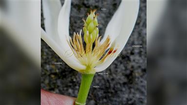 Clematis_terniflora