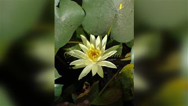 Clematis_terniflora