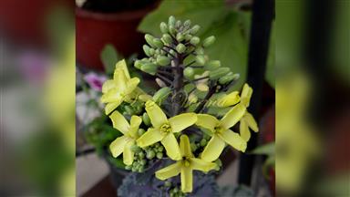 Clematis_terniflora