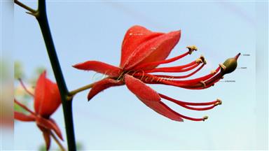 Clematis_terniflora