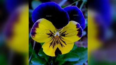 Clematis_terniflora
