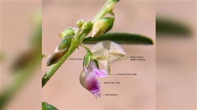 Clematis_terniflora