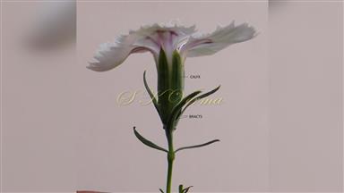 Clematis_terniflora