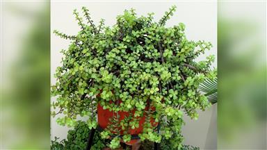 Clematis_terniflora