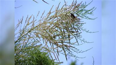 Clematis_terniflora