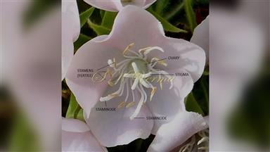 Clematis_terniflora