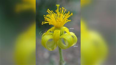 Clematis_terniflora