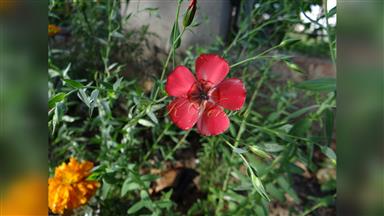 Clematis_terniflora