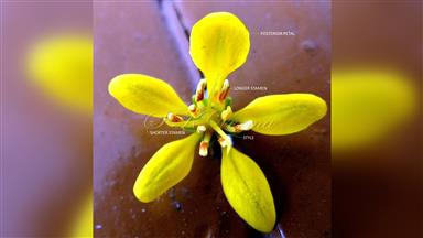 Clematis_terniflora