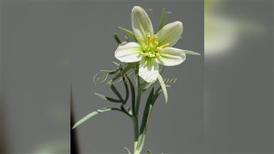 Clematis_terniflora