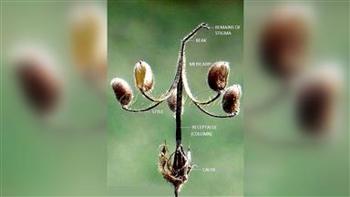 Clematis_terniflora