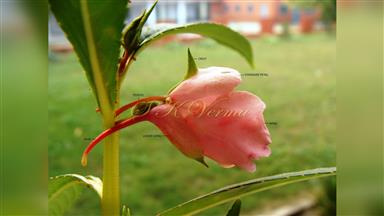 Clematis_terniflora