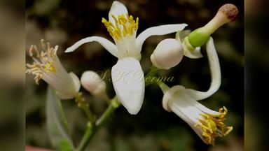 Clematis_terniflora