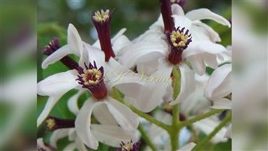 Clematis_terniflora