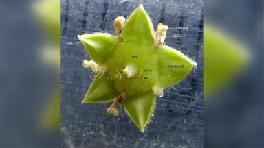 Clematis_terniflora