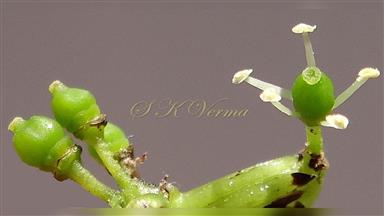 Clematis_terniflora