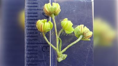Clematis_terniflora