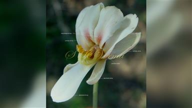 Clematis_terniflora