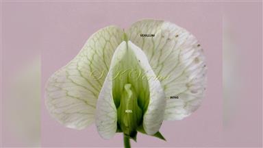 Clematis_terniflora