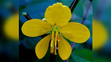Clematis_terniflora