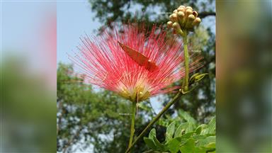Clematis_terniflora