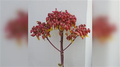 Clematis_terniflora