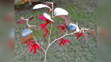 Clematis_terniflora