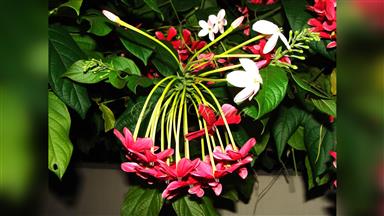 Clematis_terniflora