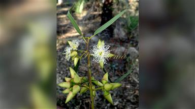 Clematis_terniflora