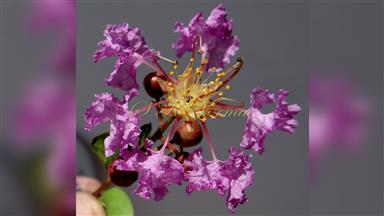 Clematis_terniflora