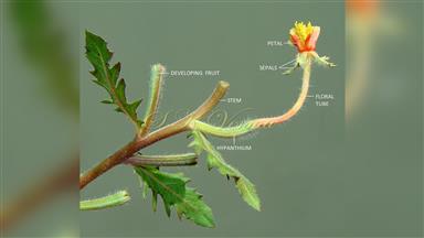 Clematis_terniflora