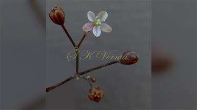 Clematis_terniflora