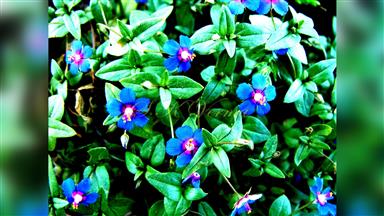 Clematis_terniflora