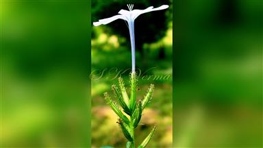 Clematis_terniflora