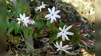 Clematis_terniflora