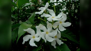 Clematis_terniflora