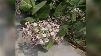 Clematis_terniflora