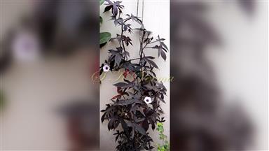 Clematis_terniflora