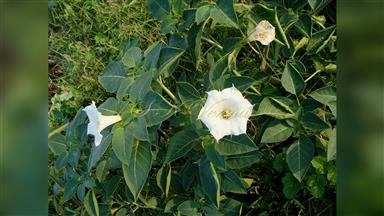 Clematis_terniflora