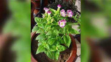 Clematis_terniflora