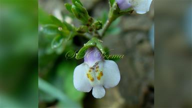 Clematis_terniflora