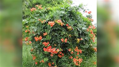 Clematis_terniflora