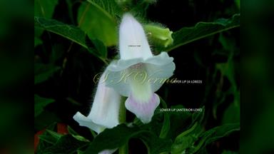 Clematis_terniflora