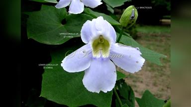 Clematis_terniflora