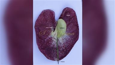 Clematis_terniflora