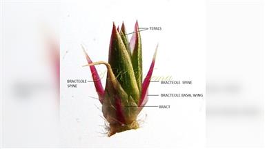 Clematis_terniflora