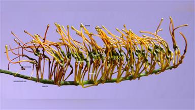 Clematis_terniflora