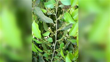 Putranjivaceae