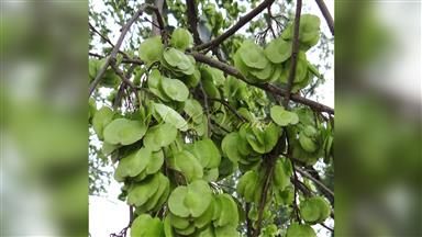 Clematis_terniflora
